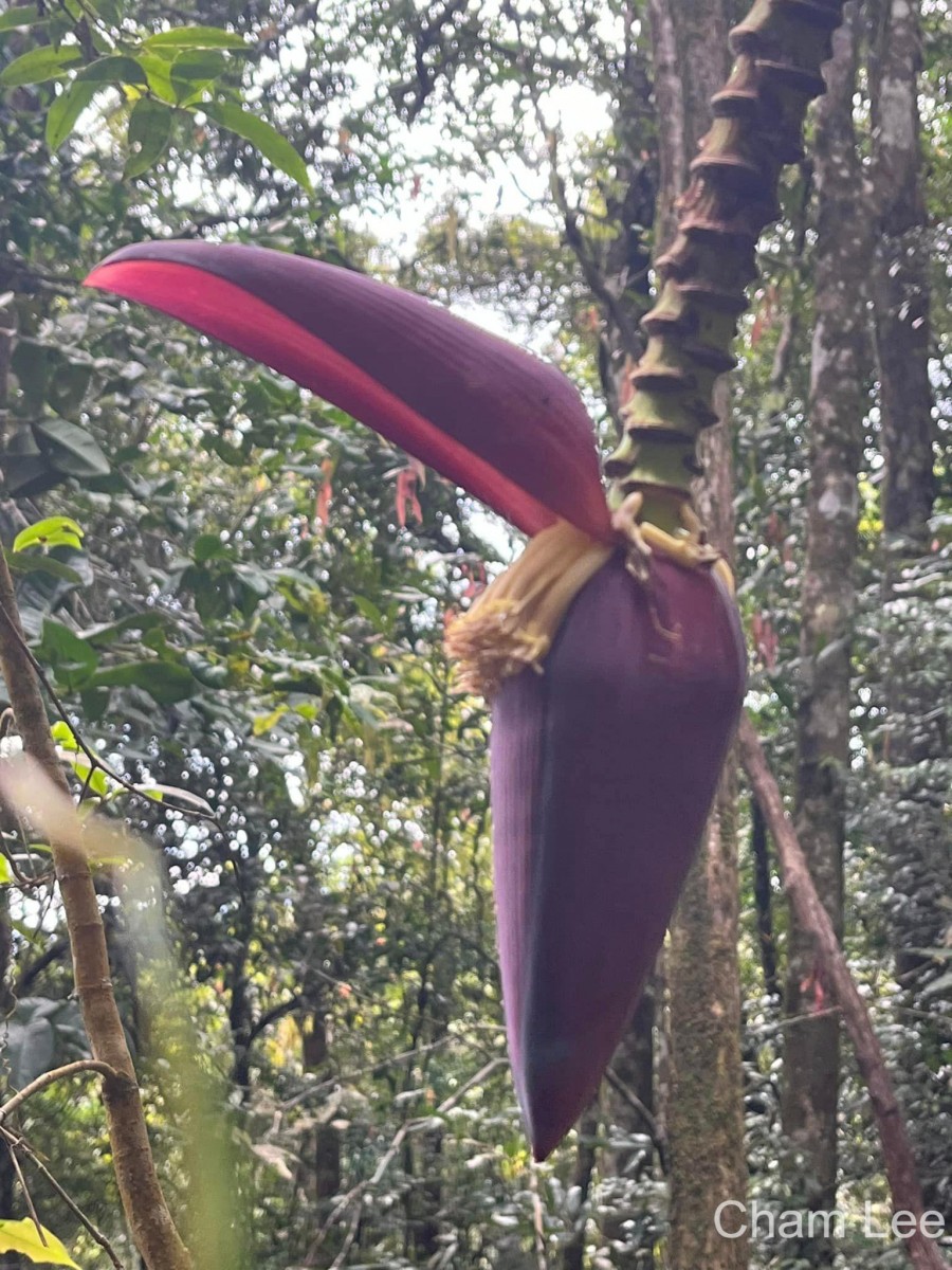 Musa acuminata Colla